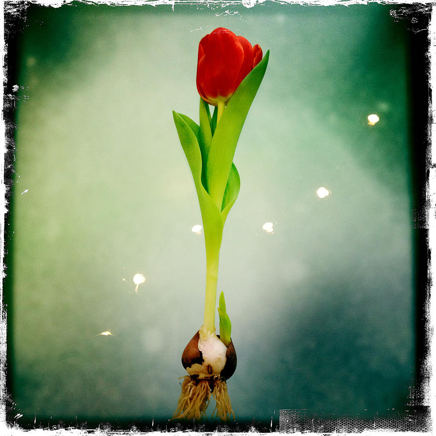 Tulip Float Photograph by Dorian Hill