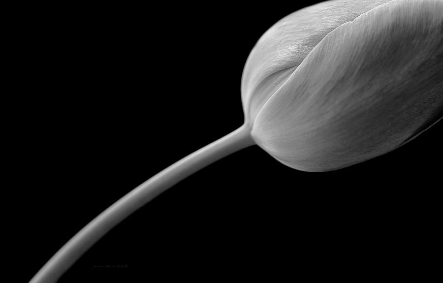 Tulip Flower Abstract Black and White Photograph by Jennie Marie Schell