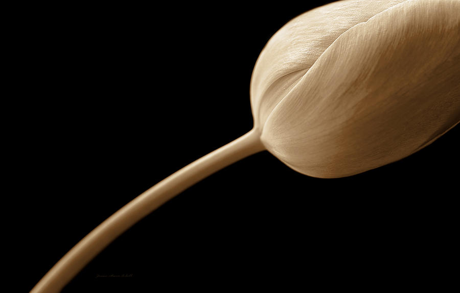 Tulip Flower Abstract Sepia Photograph by Jennie Marie Schell