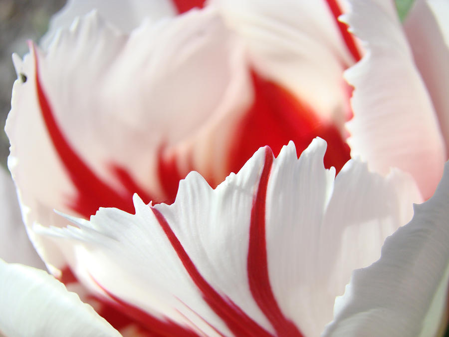 Tulip Flower art prints White Pink Red Tulips Photograph by Patti Baslee