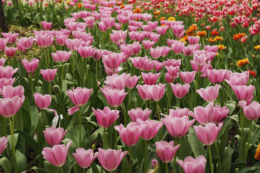 Tulip Flower Garden Japan Photograph by Hiroya Minakuchi