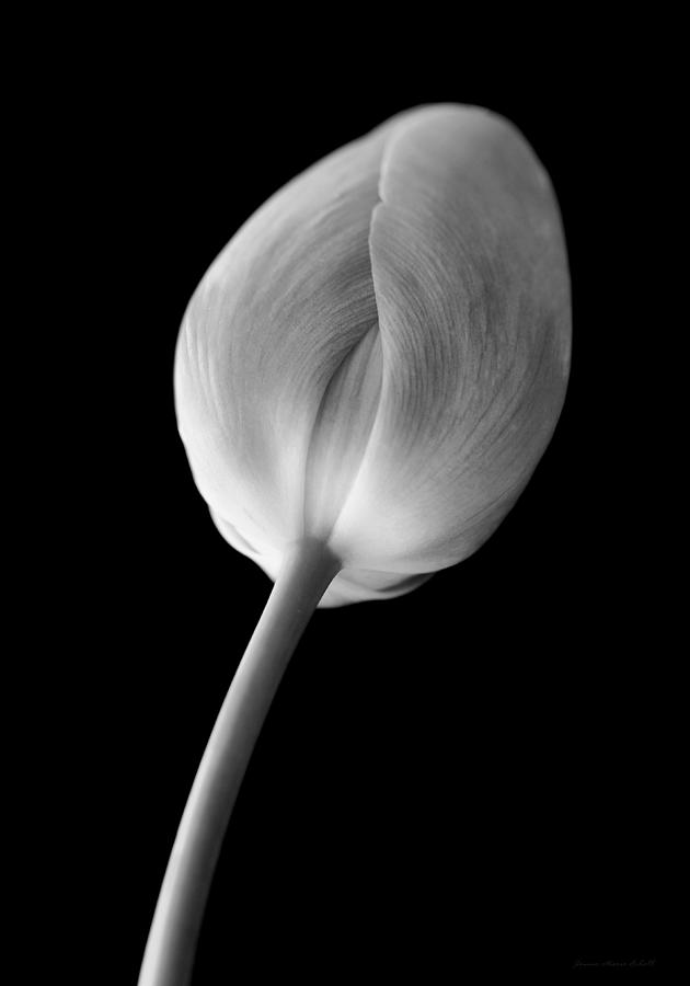 Tulip Flower in Prayer Black and White Photograph by Jennie Marie Schell