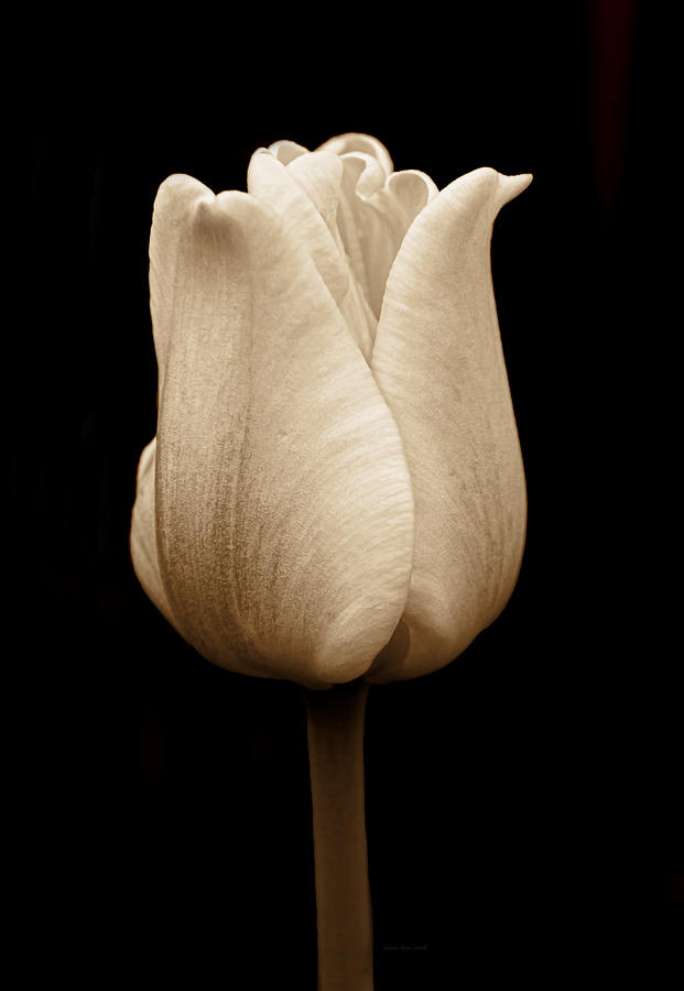 Tulip Flower in Sepia Photograph by Jennie Marie Schell