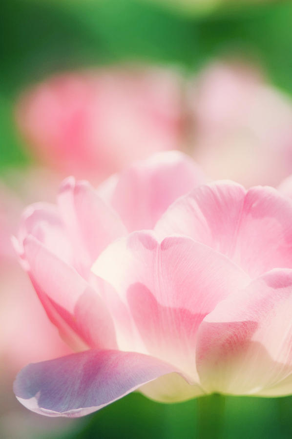 Tulip Flower Photograph by Maria Mosolova/science Photo Library