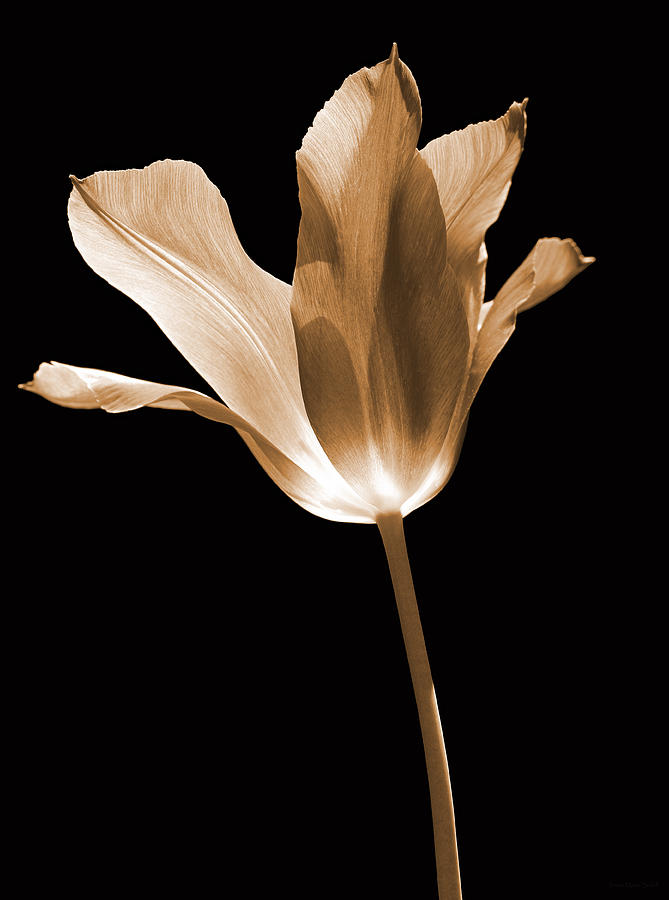 Tulip Flower Opening Sepia Photograph by Jennie Marie Schell