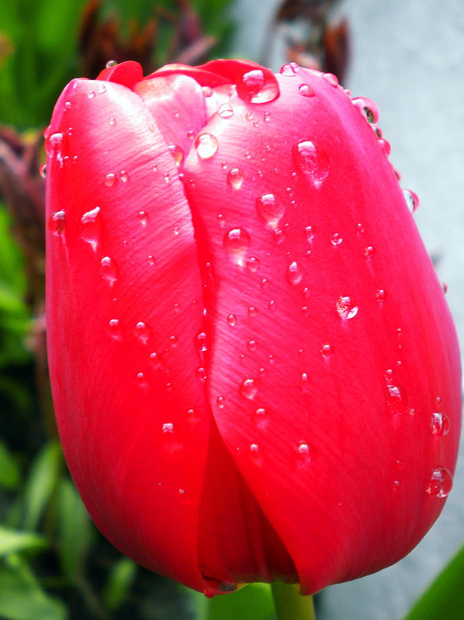 Tulip flower Rain Drops Photograph by Colette V Hera Guggenheim