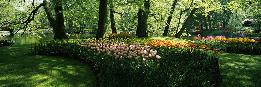 Nature Photograph - Tulip Flowers And Trees In Keukenhof by Panoramic Images