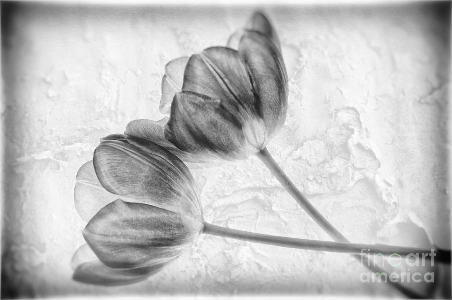 Tulip flowers BW                     Photograph by Charline Xia