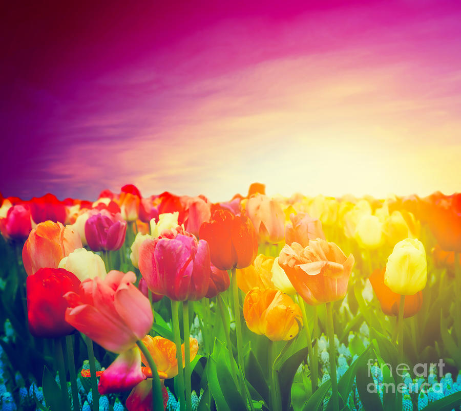 Tulip flowers field Photograph by Michal Bednarek - Fine Art America