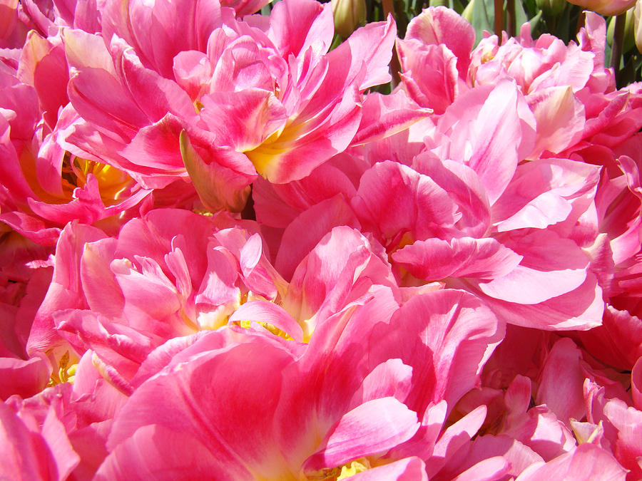 Tulip Flowers Gardens Art Prints Pink Tulip Flowers Photograph