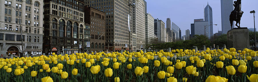 Tulip Flowers In A Park With Buildings Photograph by Panoramic Images