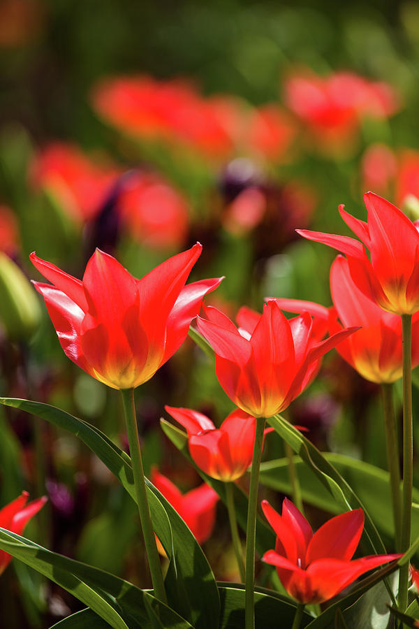 Tulip Flowers In Bloom, Niagara Falls Photograph by Panoramic Images