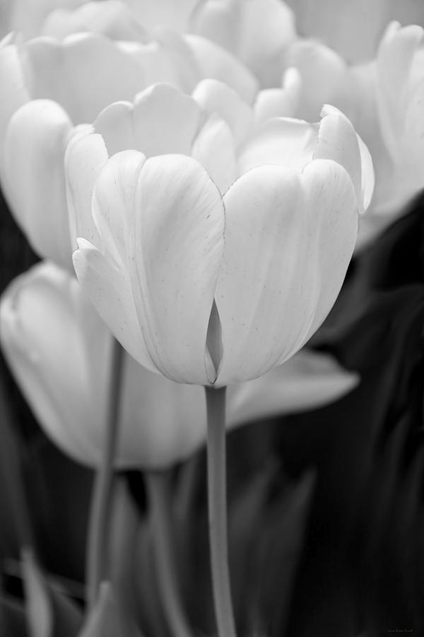 Tulip Flowers in the Garden Monochrome Photograph by Jennie Marie Schell