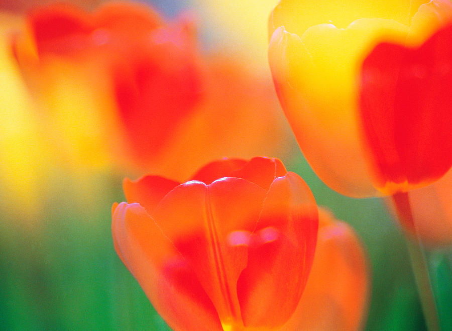 Nature Photograph - Tulip Flowers by Panoramic Images