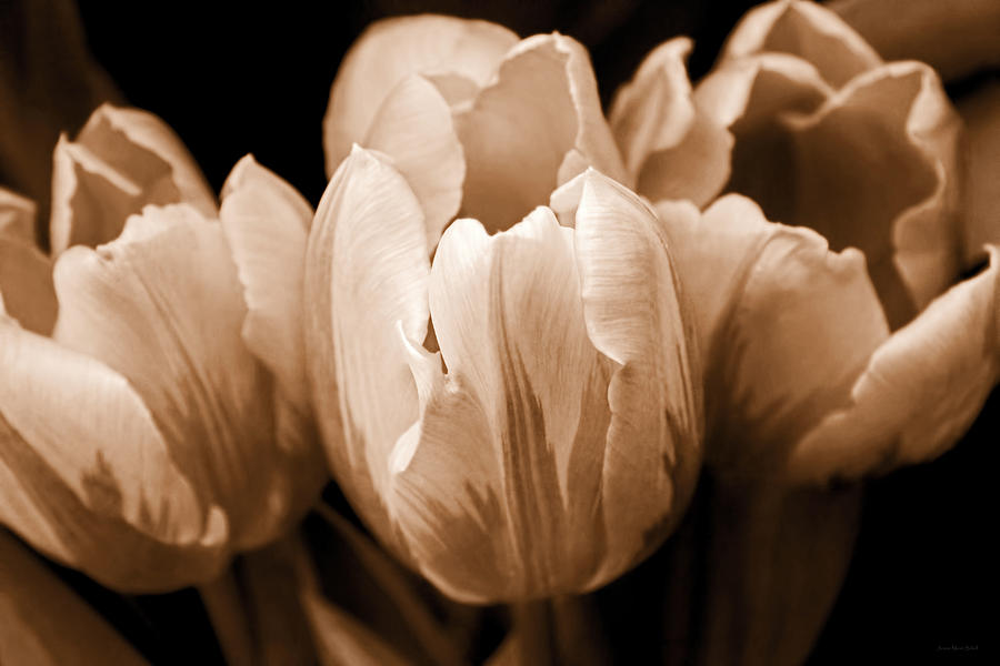 Tulip Flowers Sepia Monochrome Photograph by Jennie Marie Schell