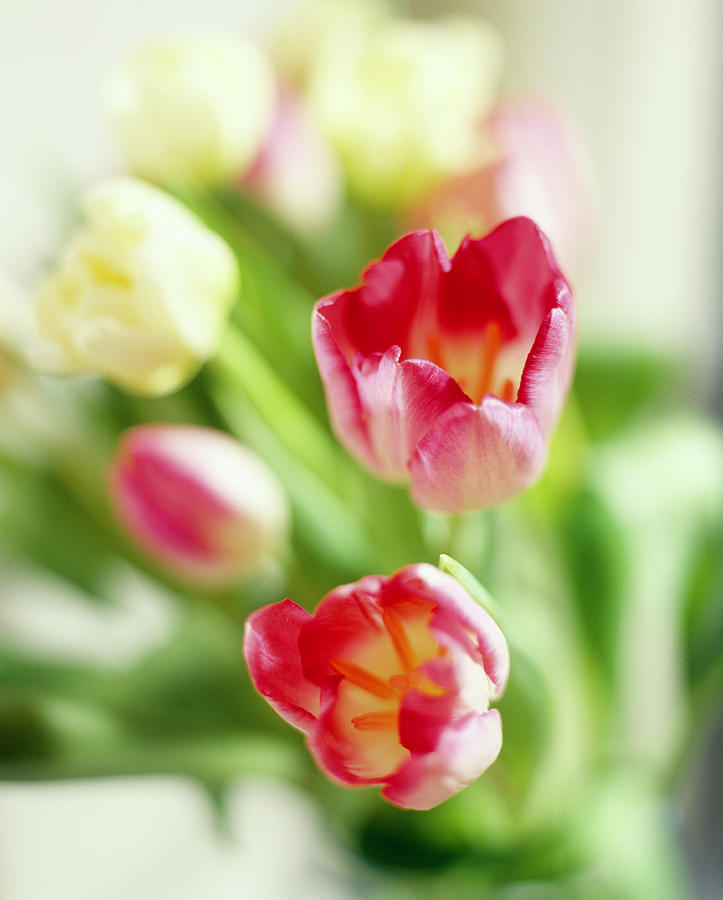 Tulip Flowers (tulipa Sp.) Photograph by Rowland Roques O'neil/ Science ...
