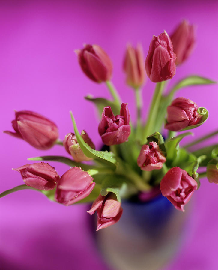 Tulip Flowers (tulipa Sp.) Photograph by Rowland Roques Oneil/science Photo Library
