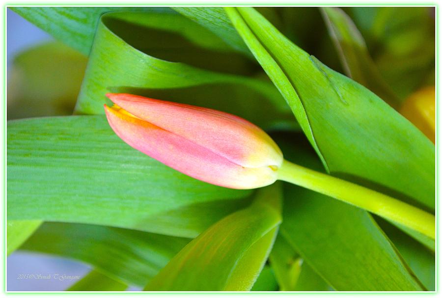 Greetingcards Photograph - Tulip for Beloved by Sonali Gangane