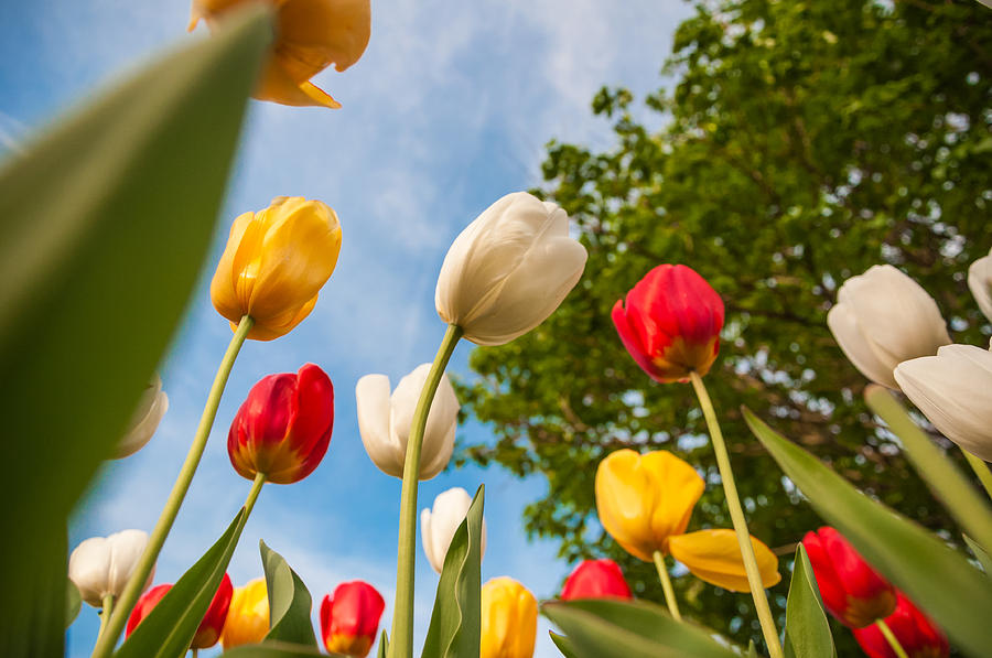 Tulip Forest Photograph by Kristopher Schoenleber - Fine Art America