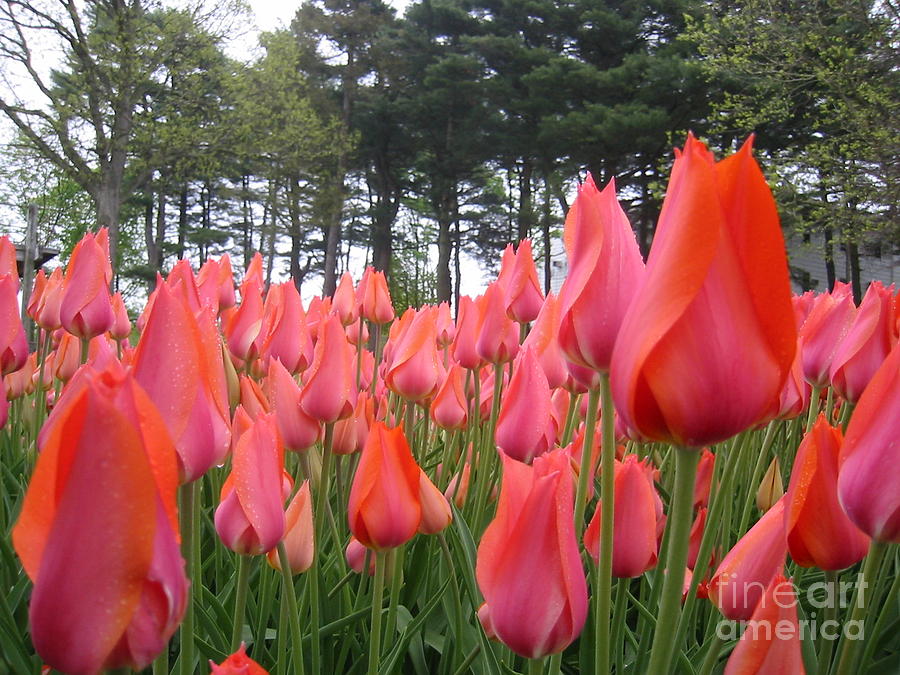 Tulip Forest Photograph by Roxy Riou