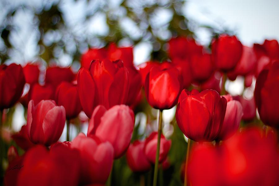 Tulip Photograph - Tulip Four by Edward Pride