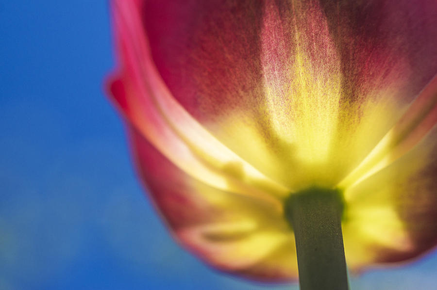 Tulip from underneath Photograph by Arkady Kunysz