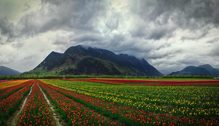 Mountain Photograph - Tulip galore by Eti Reid