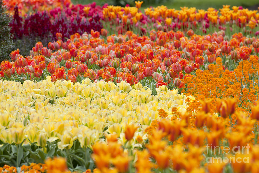 Spring Photograph - Tulip Garden by Anthony Totah