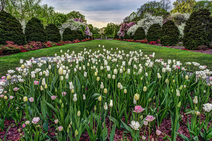 New York City Photograph - Tulip Garden, Brooklyn Botanic Garden by F. M. Kearney