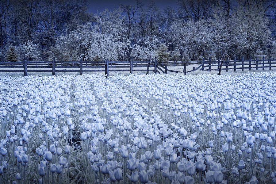 Tulip Garden in Infrared Photograph by Randall Nyhof