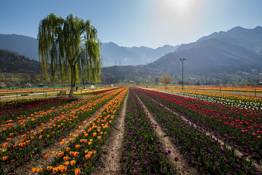 Tulip garden in Srinagar : Kashmir : India Photograph by By Duke.of.arcH - www.flickr.com/photos/dukeofarch/