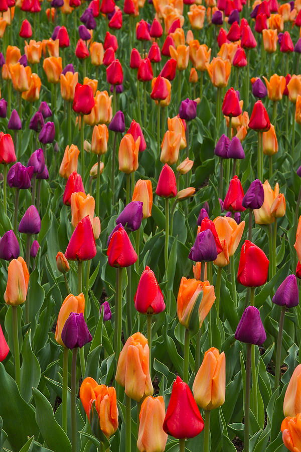 Tulip Garden Photograph by Lindley Johnson - Fine Art America