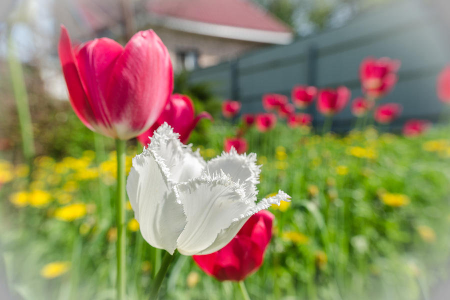 Tulip Garden Photograph by Michael Goyberg