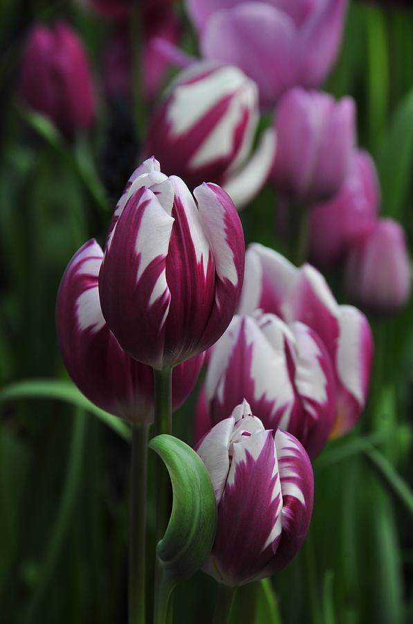 Tulip Photograph - Tulip Garden by Mike Martin