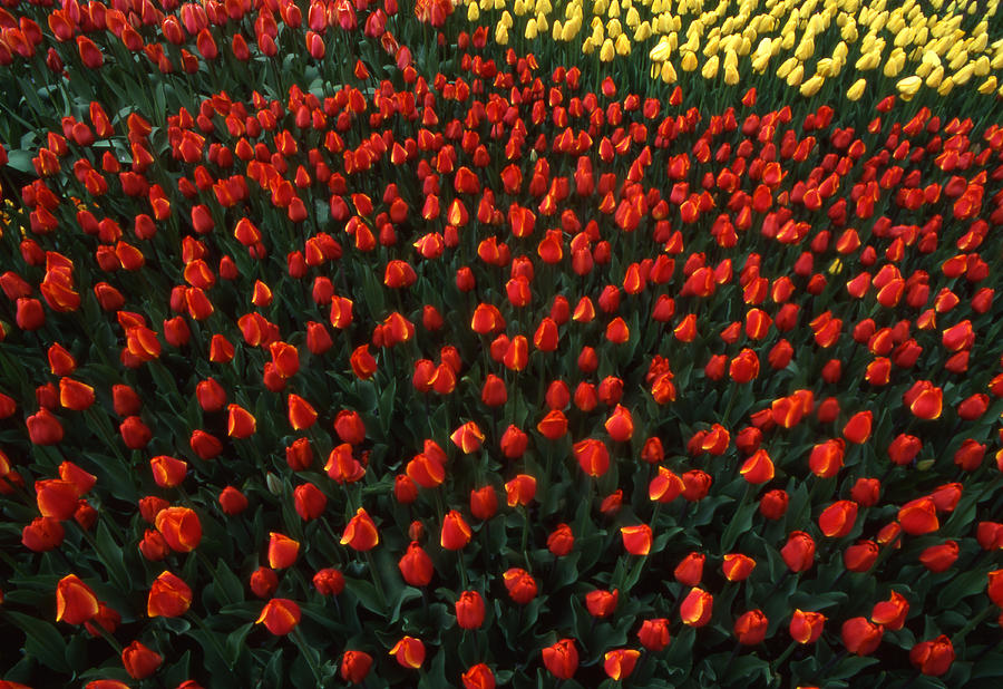 Tulip garden of reds Photograph by Blair Seitz