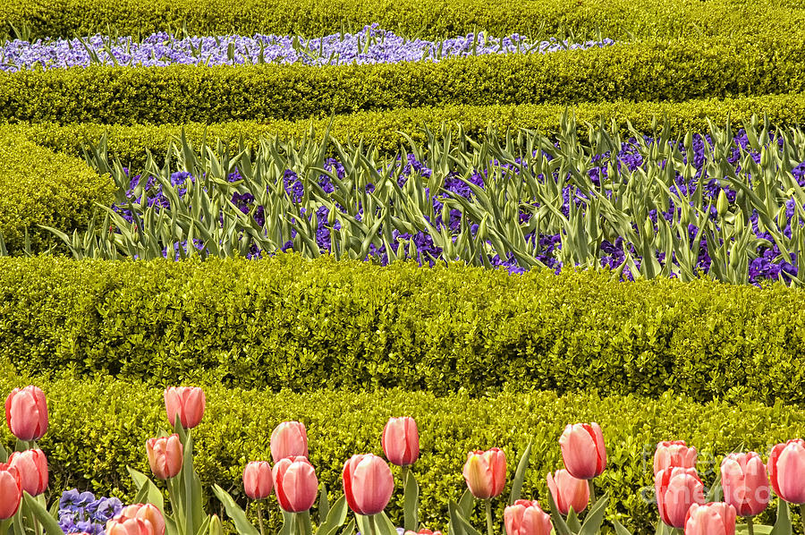 Flower Photograph - Tulip Garden by Richard Patrick
