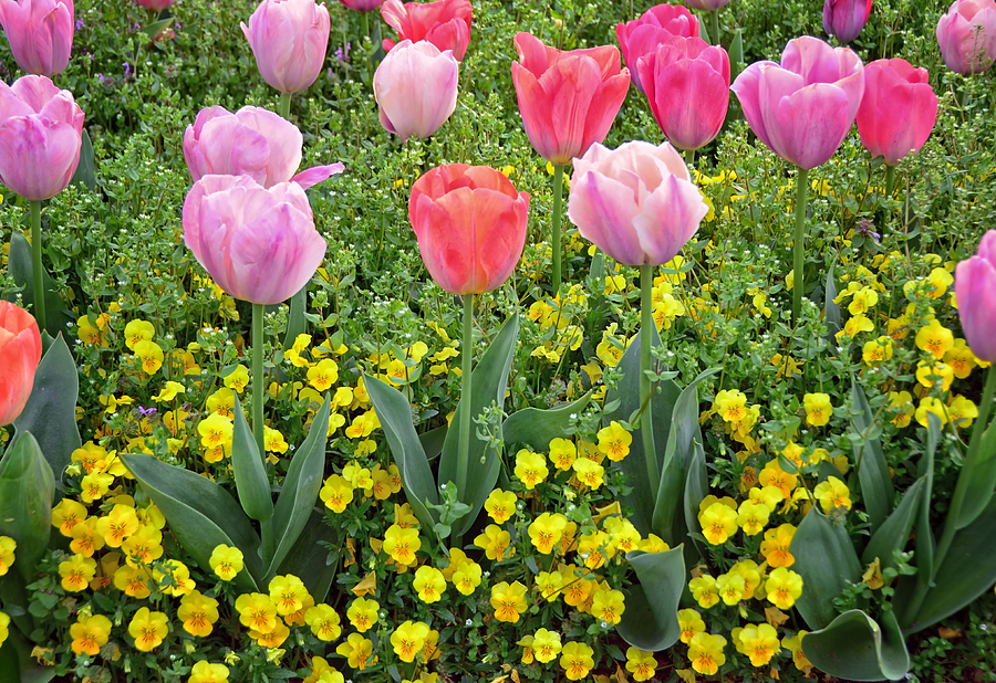 Tulip Garden Photograph by Steven Michael