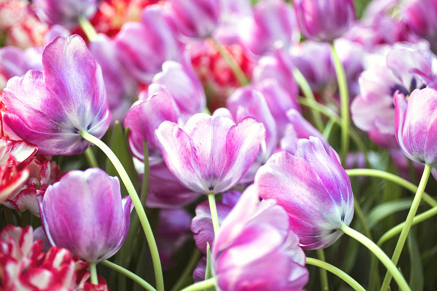 Tulip Garden Photograph by Susan Stone