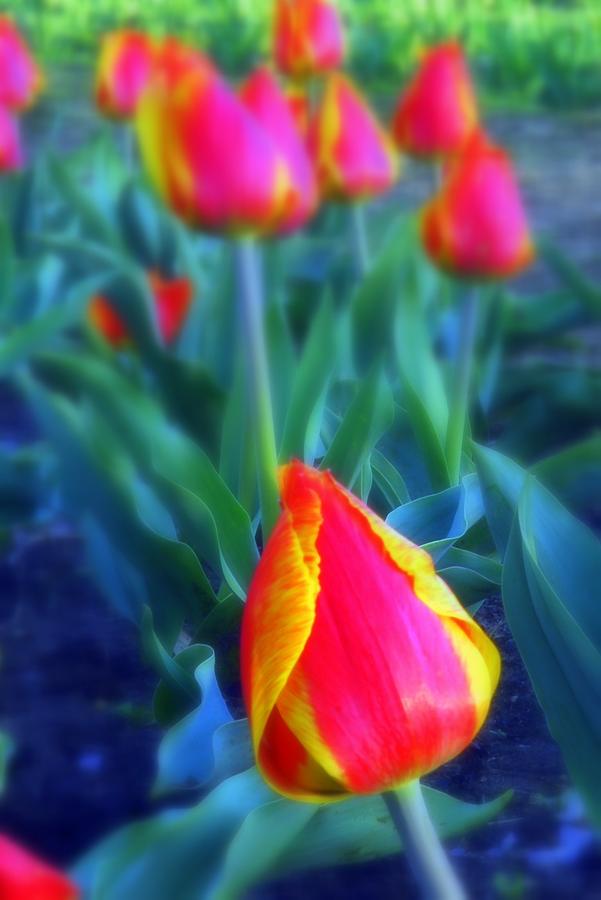Tulip Garden Photograph by Willie Harper