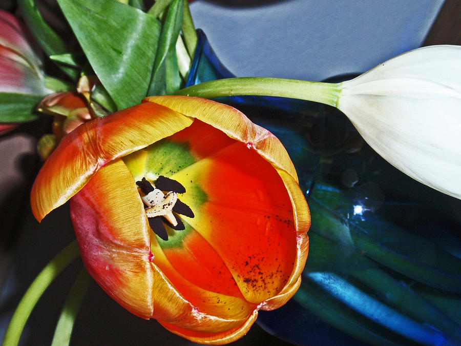 Tulip Photograph - Tulip by Gene Garrison
