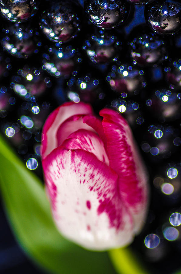 Tulip Photograph by Gerald Kloss