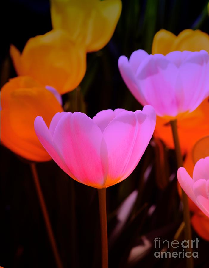 Tulip Glow Photograph