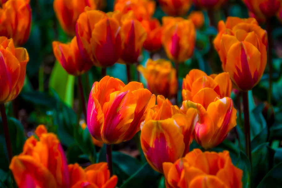 Tulip Glow Photograph by Larry Goss