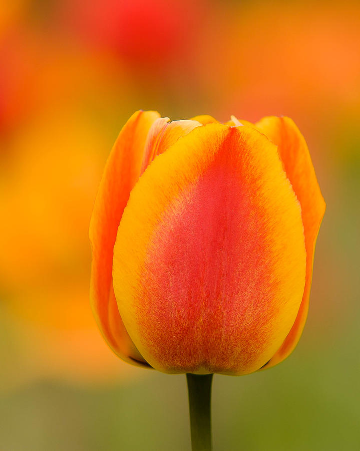 Tulip Gold Photograph by Robert Clifford