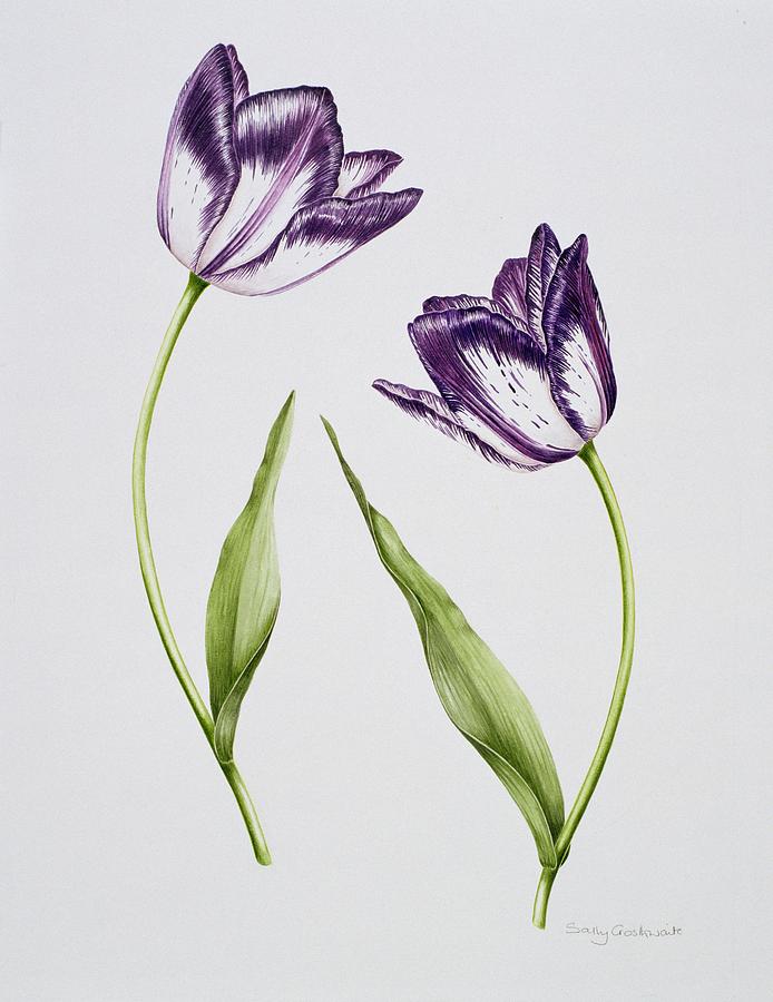 Tulip Painting - Tulip Habit de Noce by Sally Crosthwaite