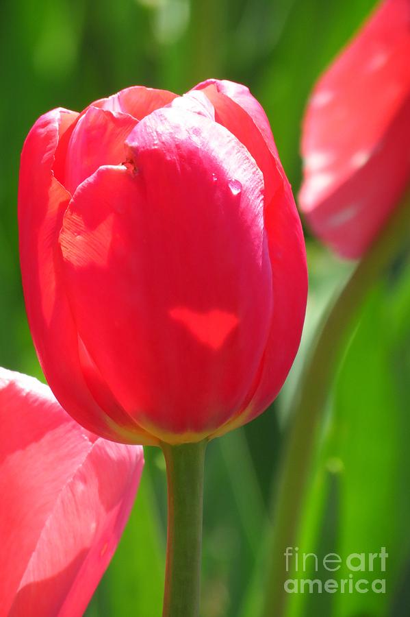 Tulip Heart Photograph by Anita Adams
