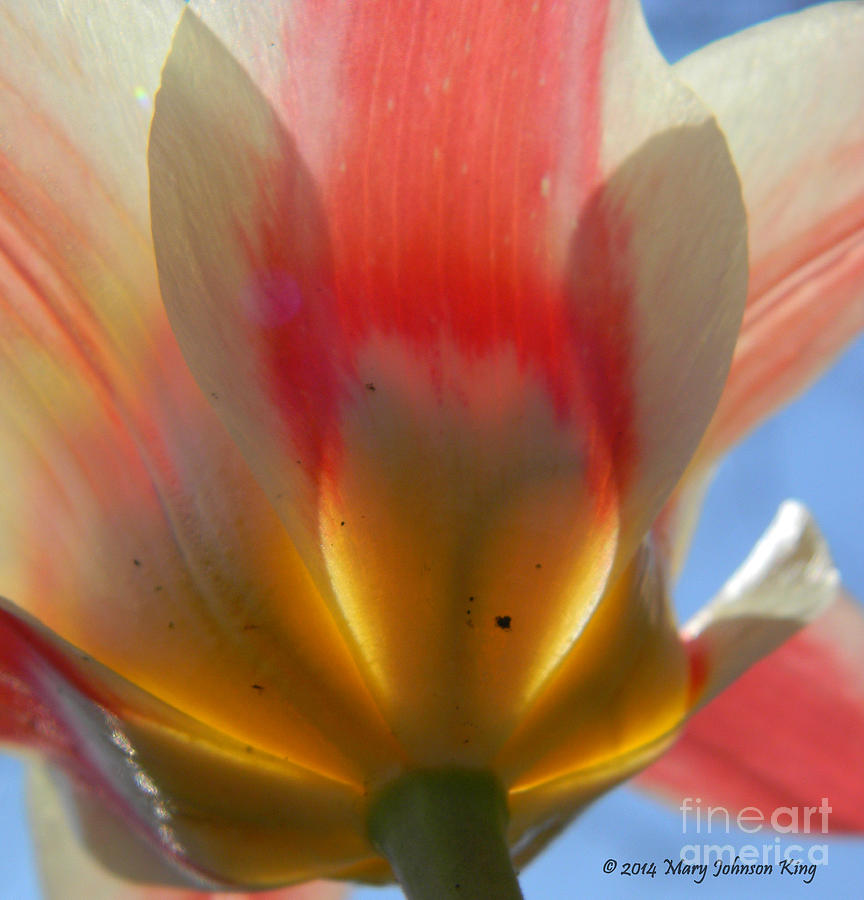 Flower Photograph - Tulip Heart by Mary C Johnson