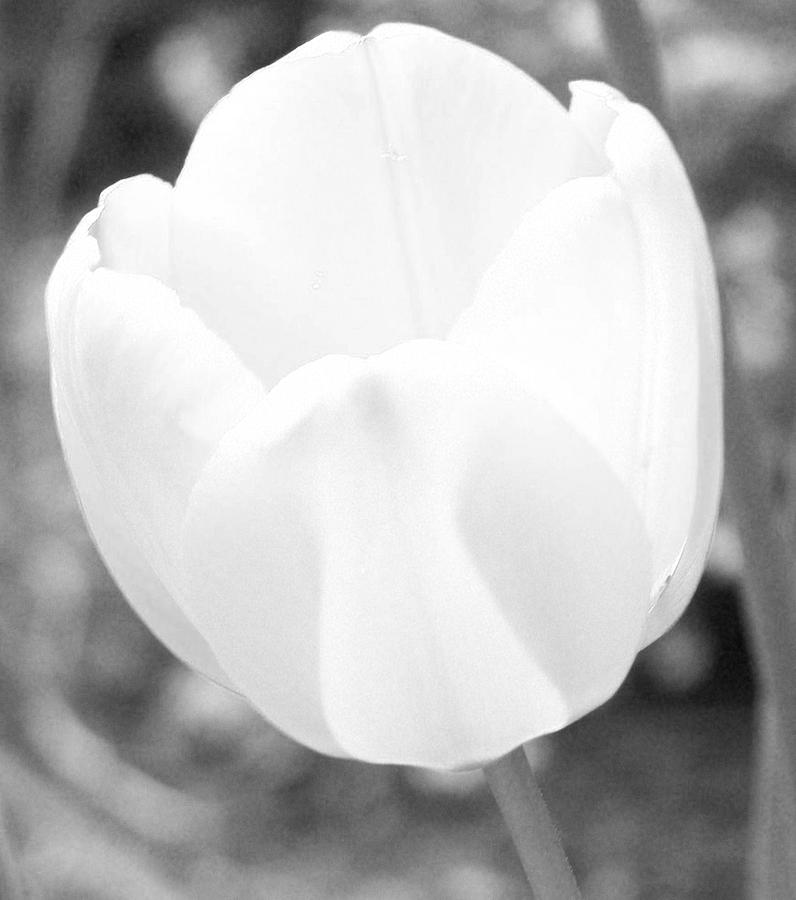 Black And White Photograph - Tulip by Heather L Wright