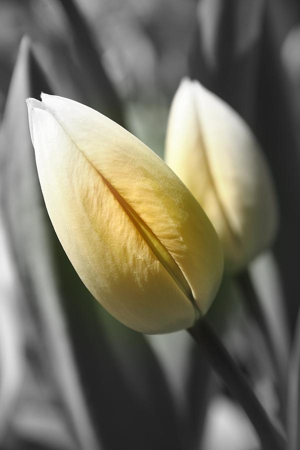 Tulip Photograph by Henry Kowalski