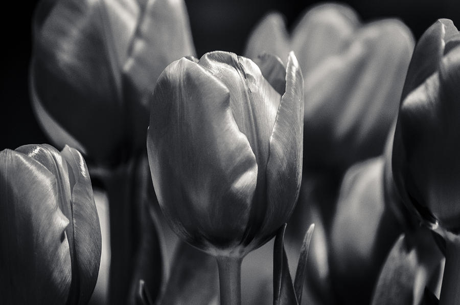 Tulip Hollywood Lighting Photograph by Craig Perry-Ollila